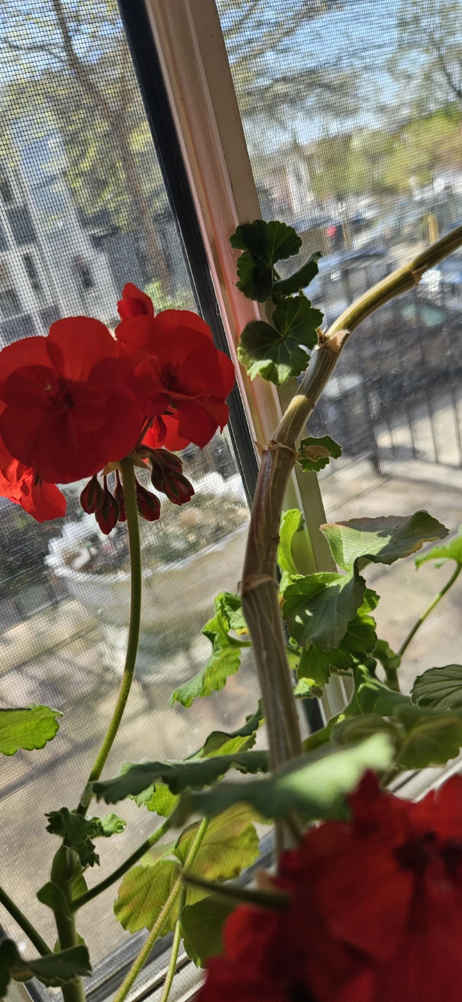 Red❣️climbing geranium