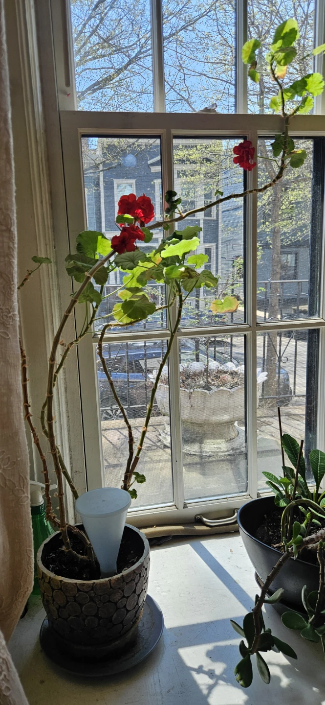 Red❣️climbing geranium - photo 2
