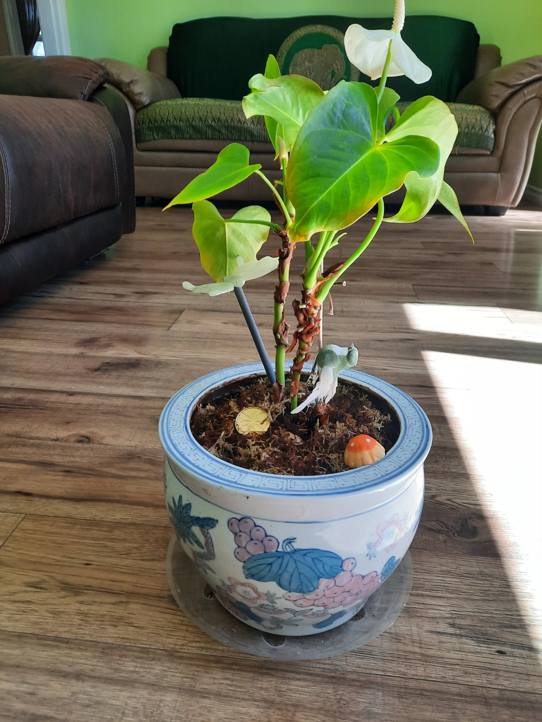 Anthurium Plant in Decorative Pot