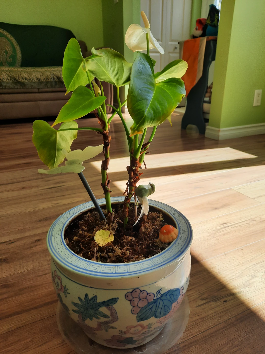 Anthurium Plant in Decorative Pot - photo 2