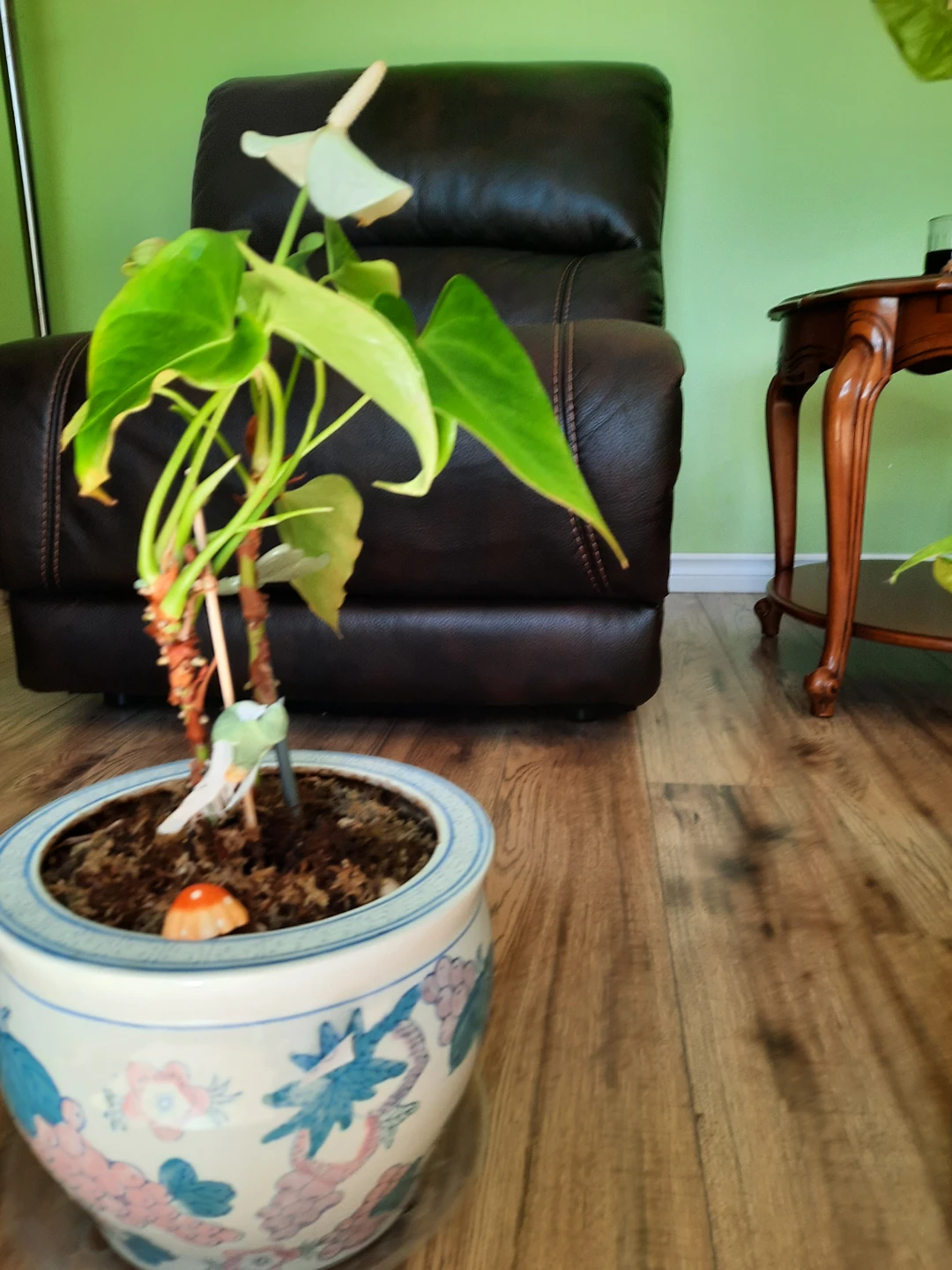 Anthurium Plant in Decorative Pot - photo 3