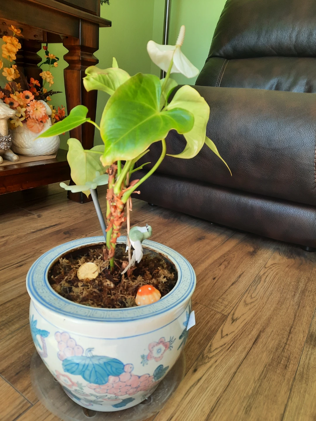 Anthurium Plant in Decorative Pot - photo 4
