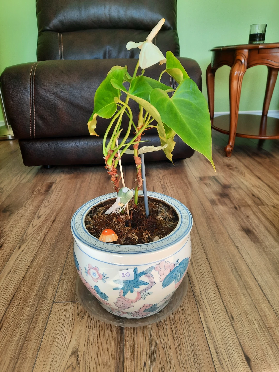 Anthurium Plant in Decorative Pot - photo 5