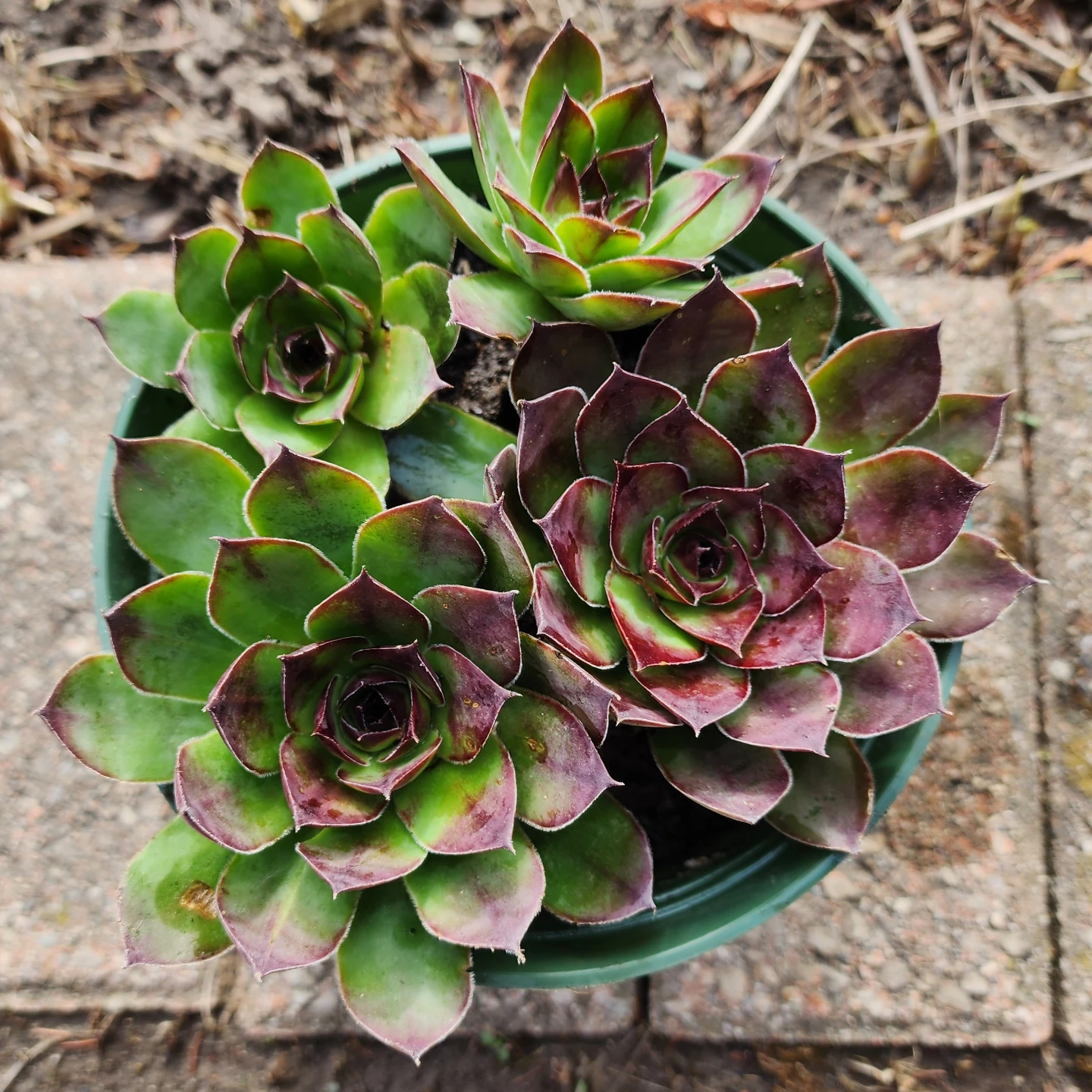 Sempervivum Succulent Plant - photo 2