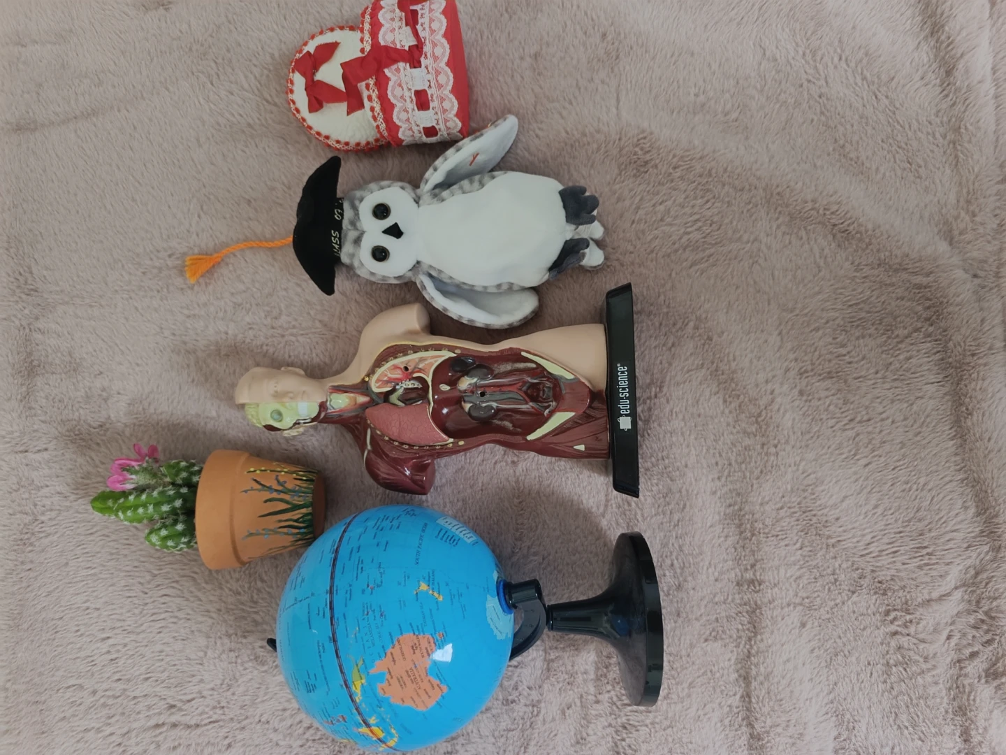 Edu-Science Anatomy Model & Globe