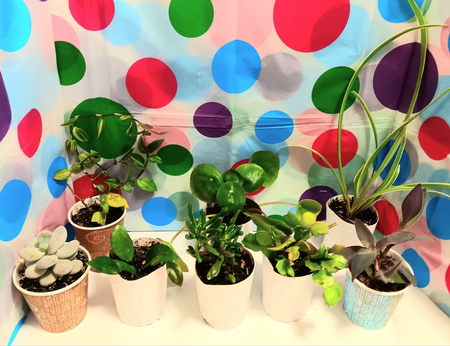 🪴Varieties House Plants Lot Bundle Set of 8🪴 - photo 4