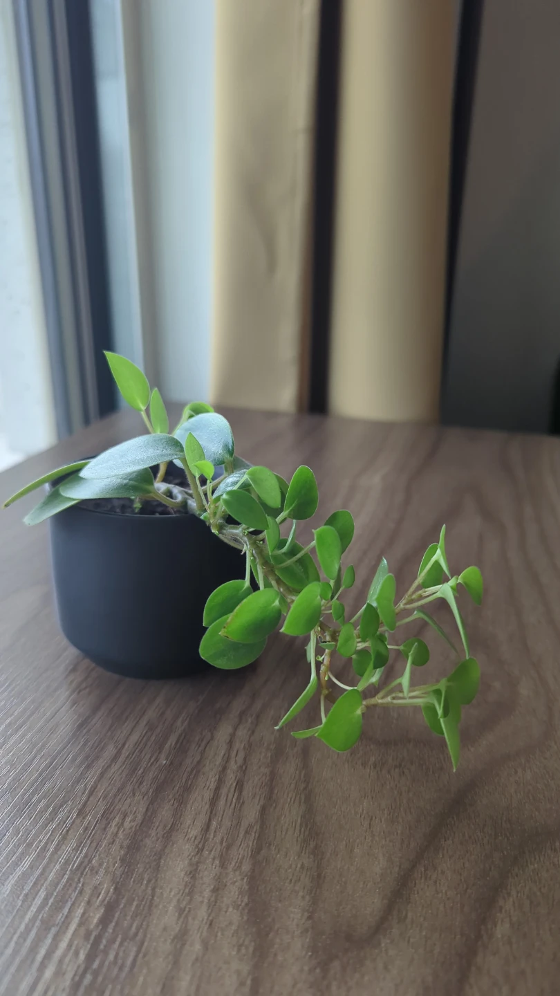 Peperomia Pixie Orba