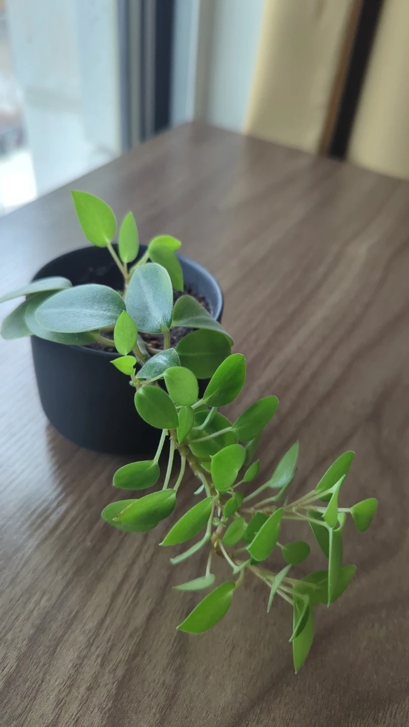 Peperomia Pixie Orba - photo 2
