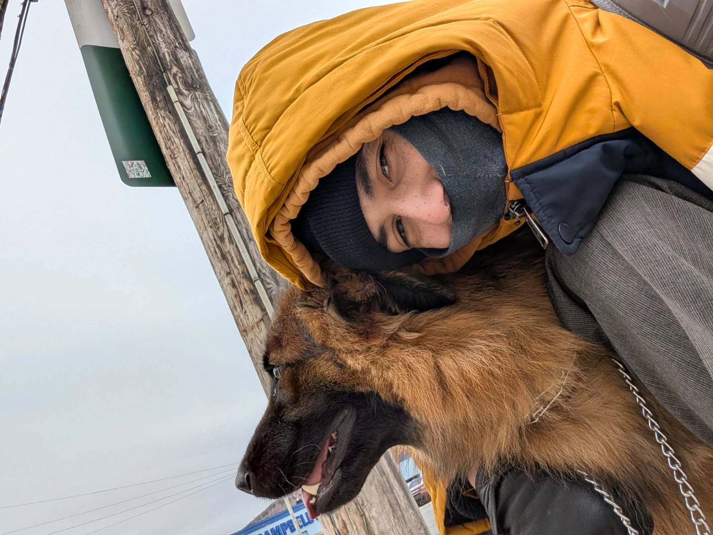 Ace's DogCare