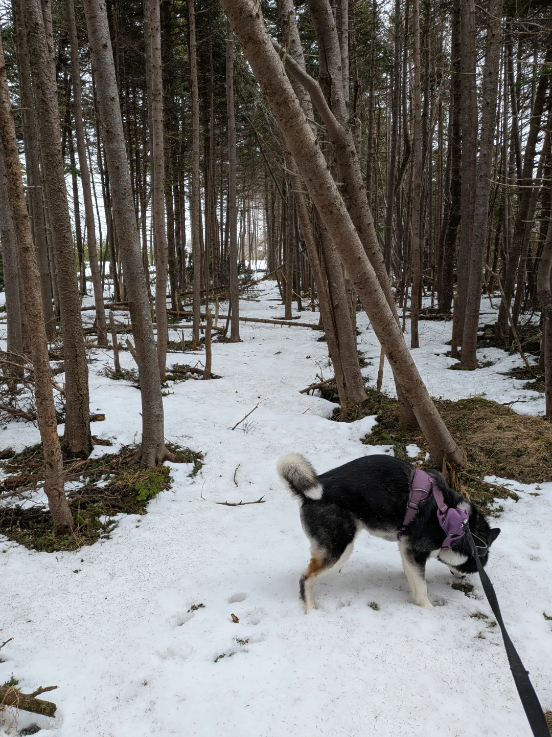 Ace's DogCare - photo 2