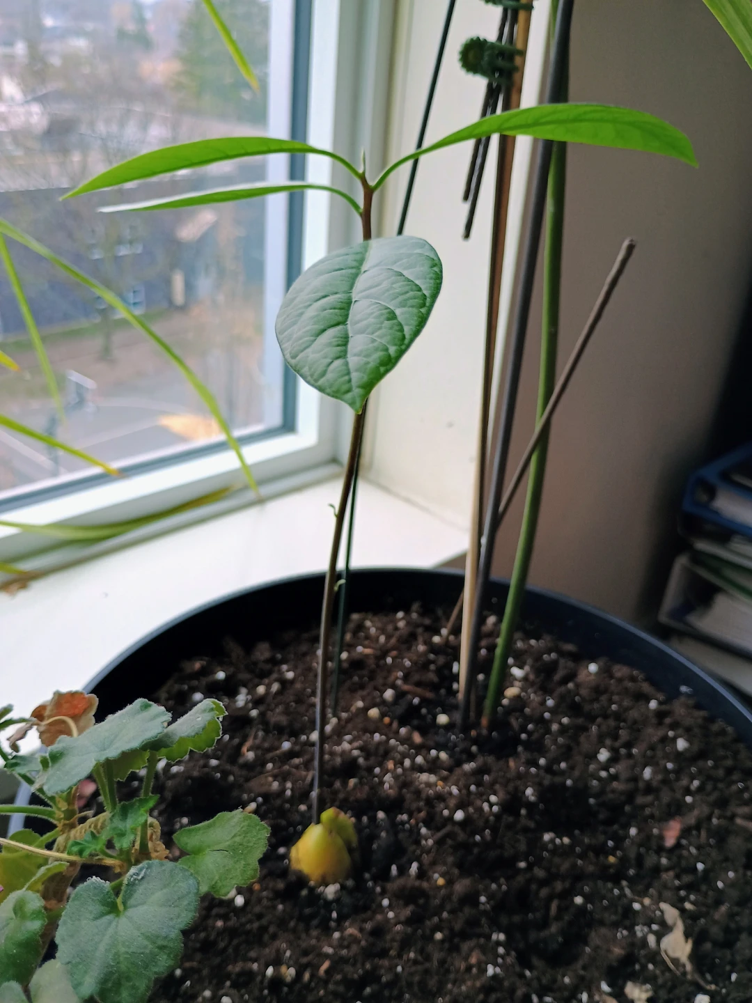 🥕 🌴 Skip the Wait! Healthy Fresh Sprouted Avocado Tree Starts - photo 5