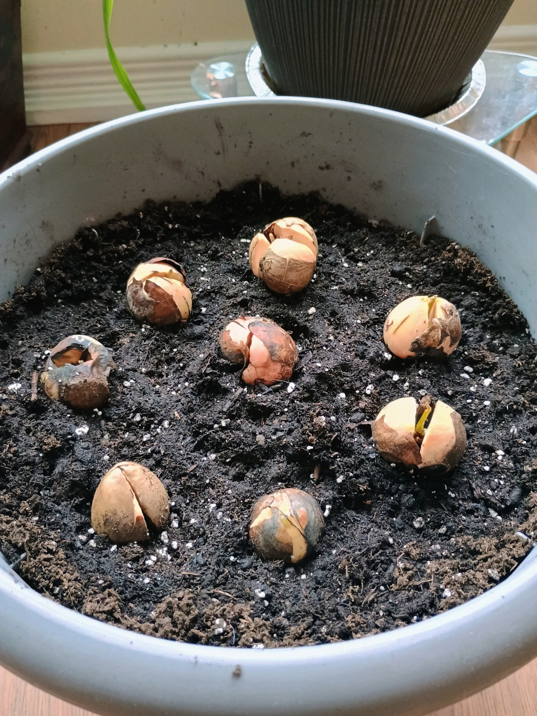 🥕 🌴 Skip the Wait! Healthy Fresh Sprouted Avocado Tree Starts - photo 3
