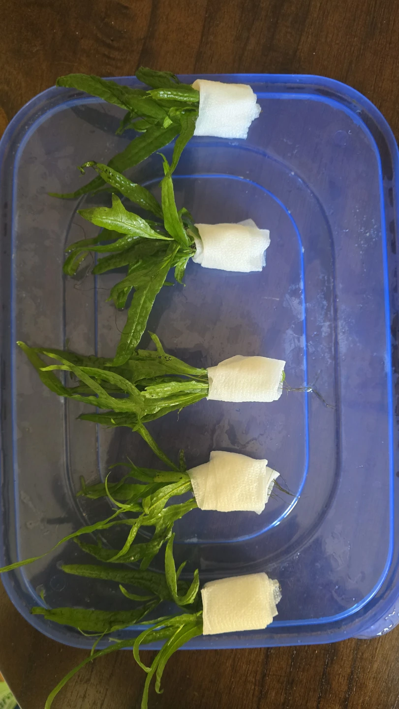 Live Java Fern Aquarium Plants