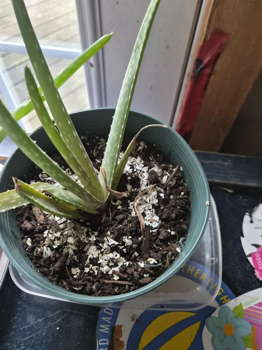 Aloe Vera Plant