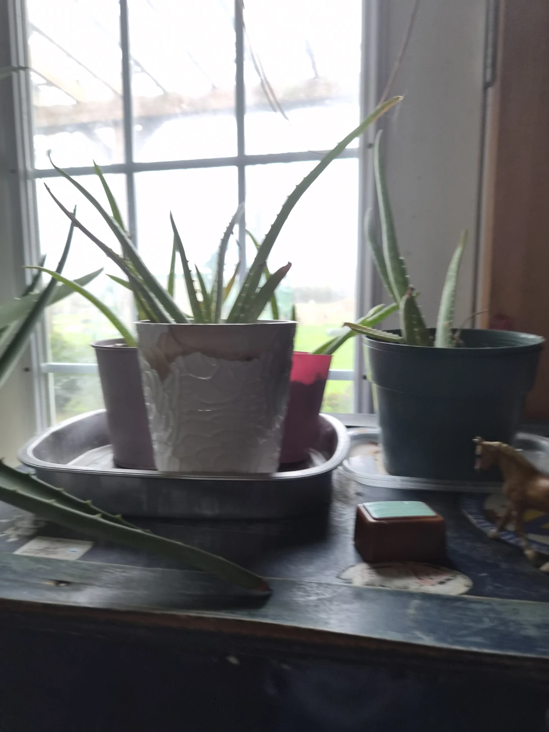 Aloe Vera Plant - photo 2