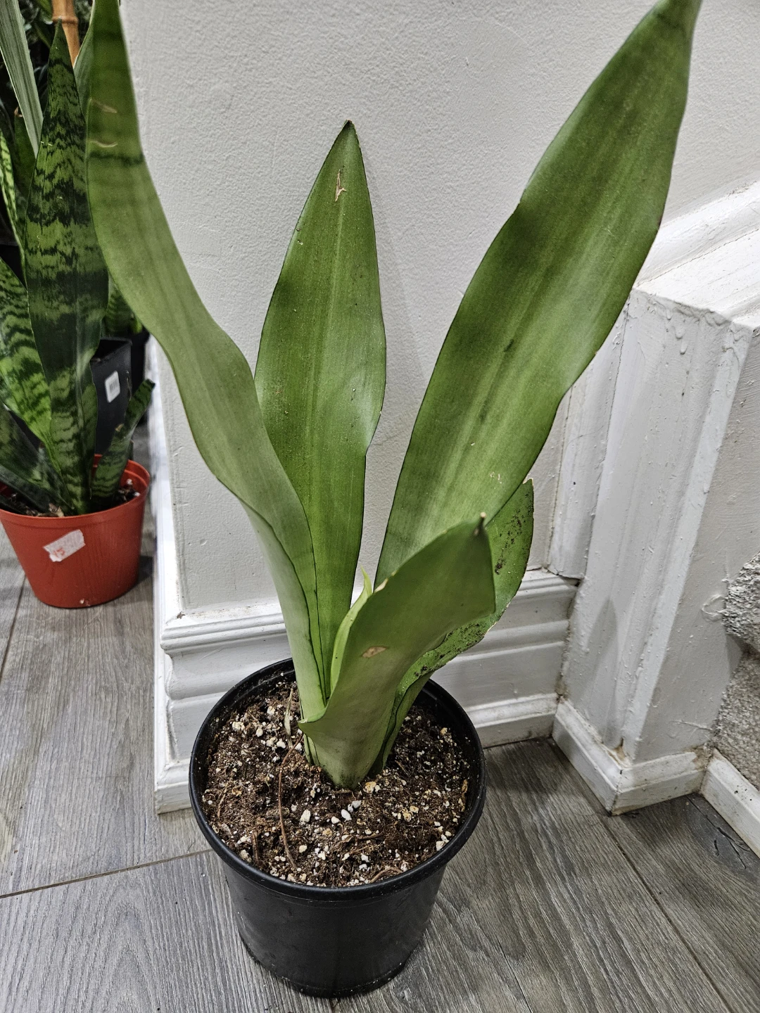 Snake Plant - Sansevieria Trifasciata