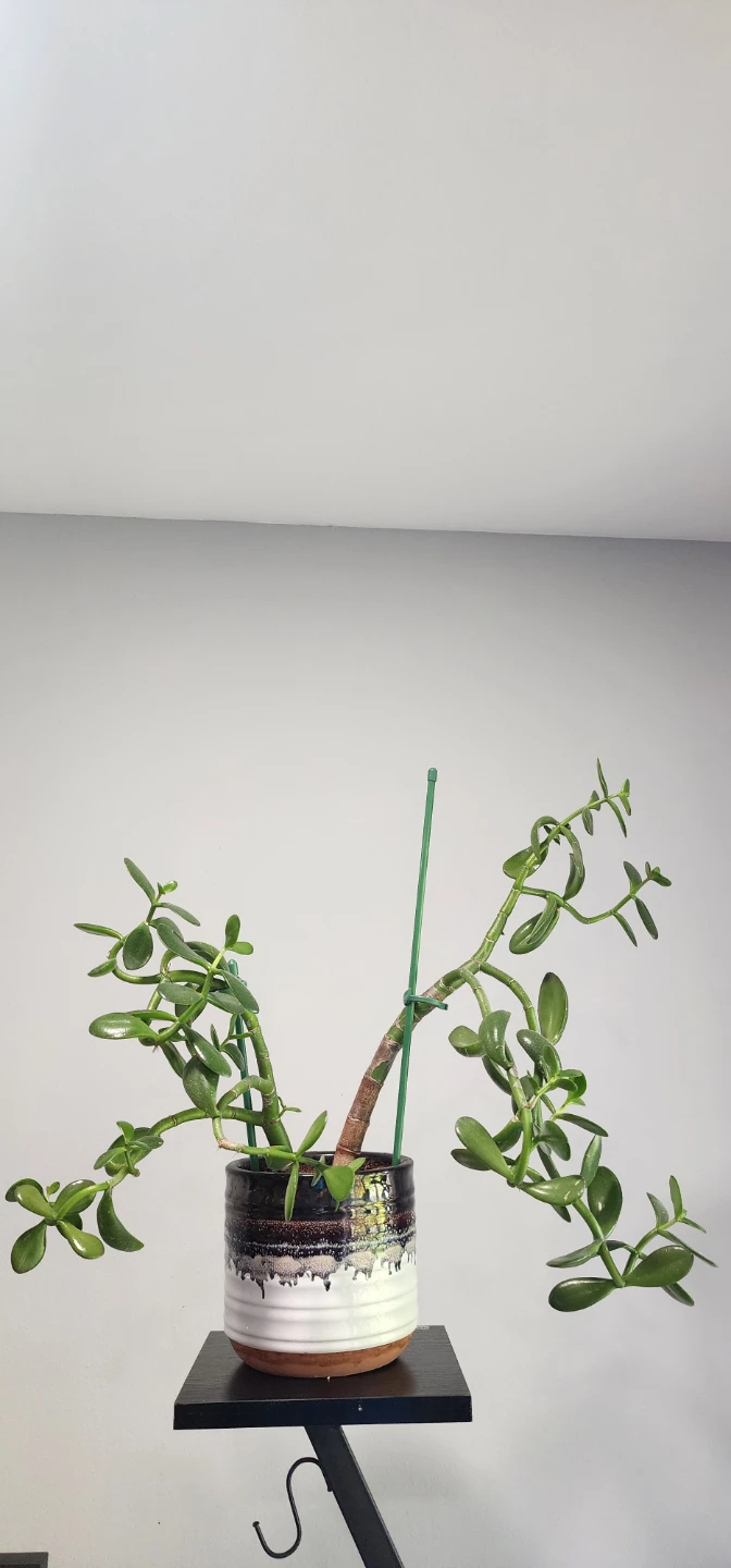 Jade Plant in Ceramic Pot
