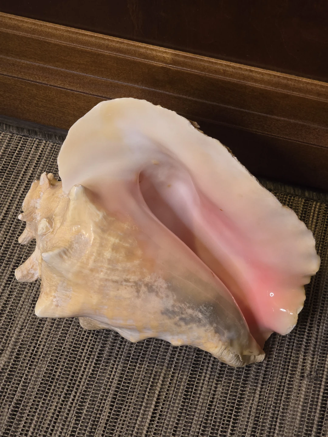 Large Conch Seashell from St.Lucia