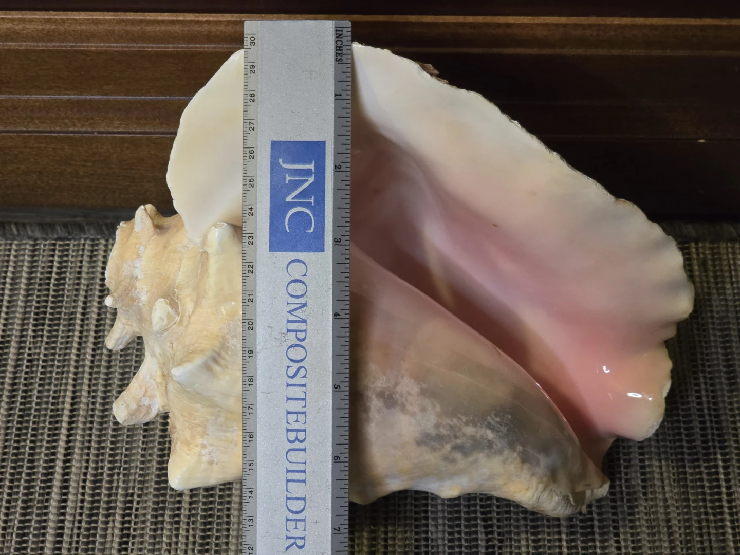 Large Conch Seashell from St.Lucia - photo 2