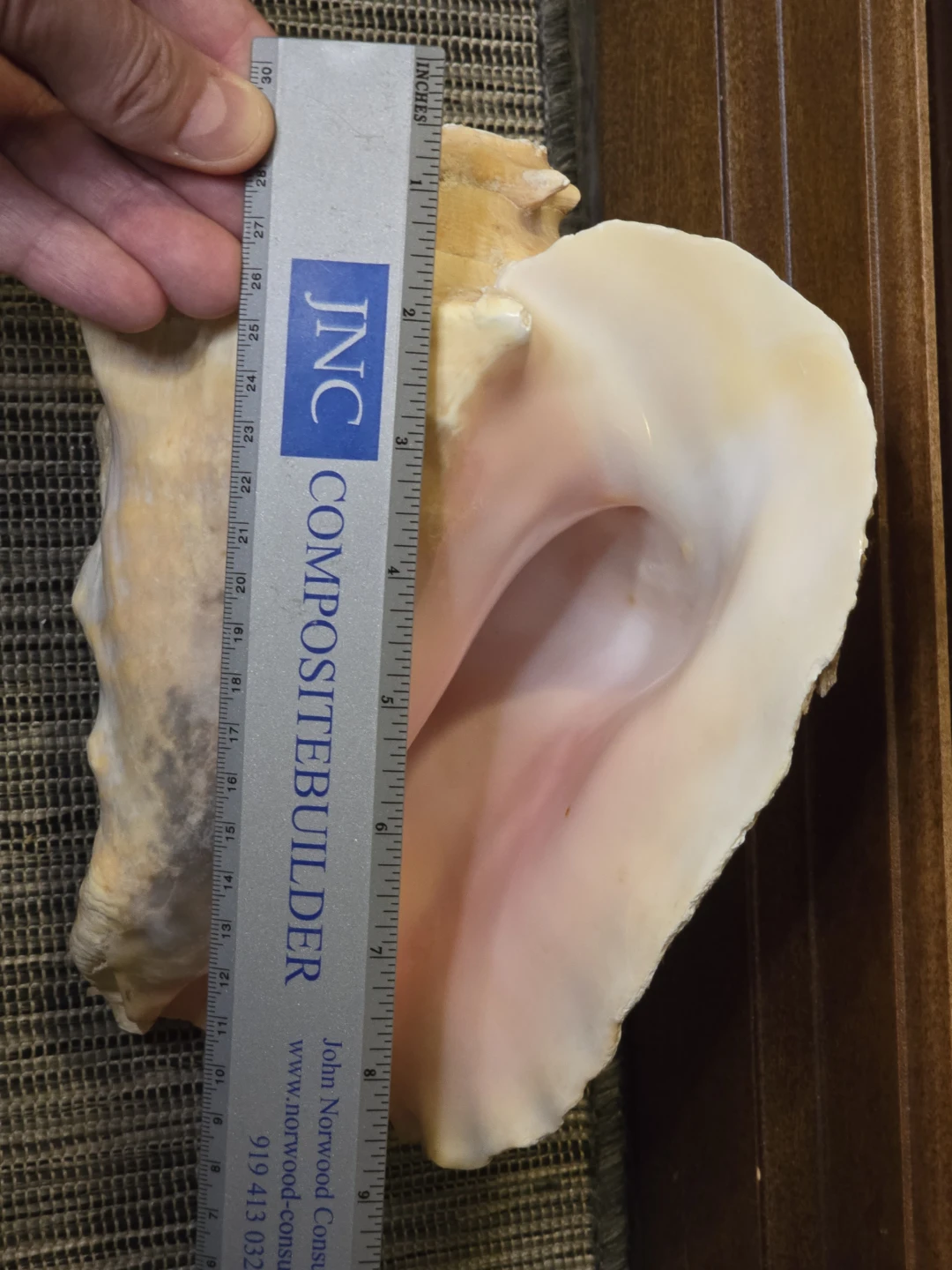 Large Conch Seashell from St.Lucia - photo 3