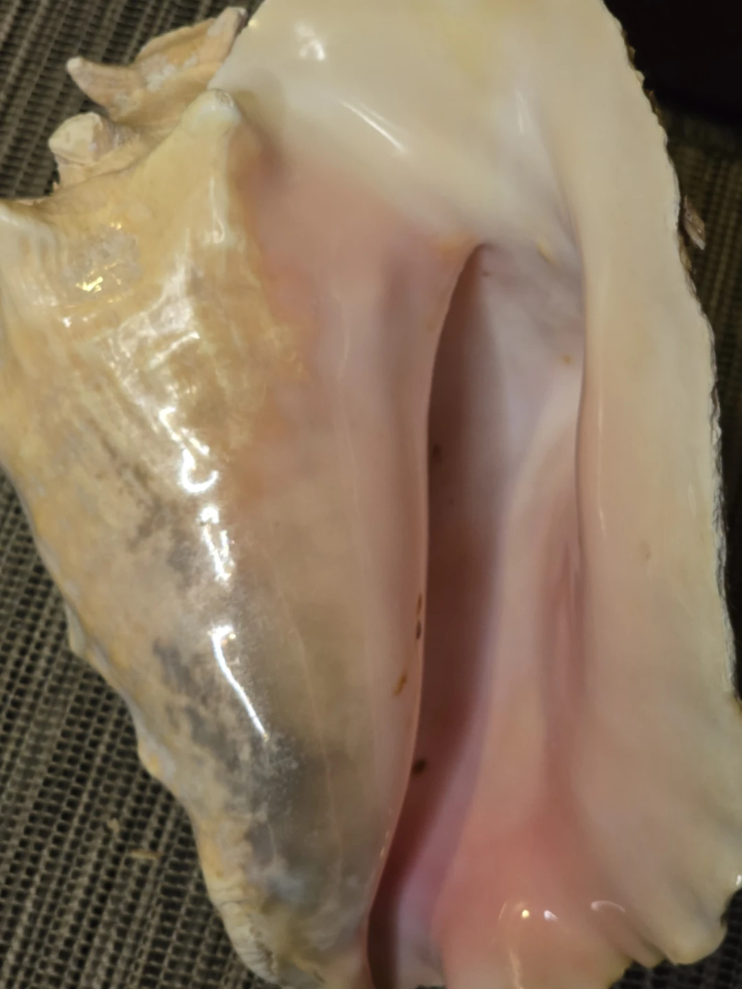 Large Conch Seashell from St.Lucia - photo 4