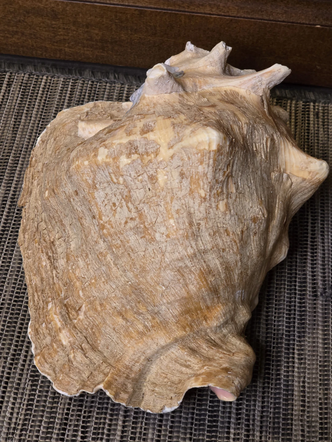 Large Conch Seashell from St.Lucia - photo 5