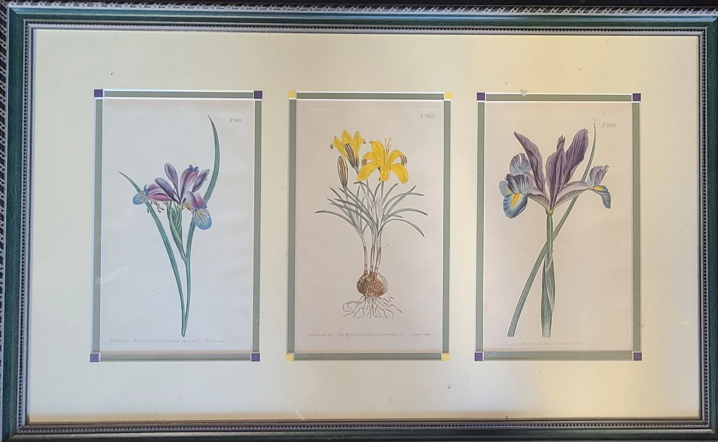 Antique Botanical Print - Crocus Susianus Cloth of Gold