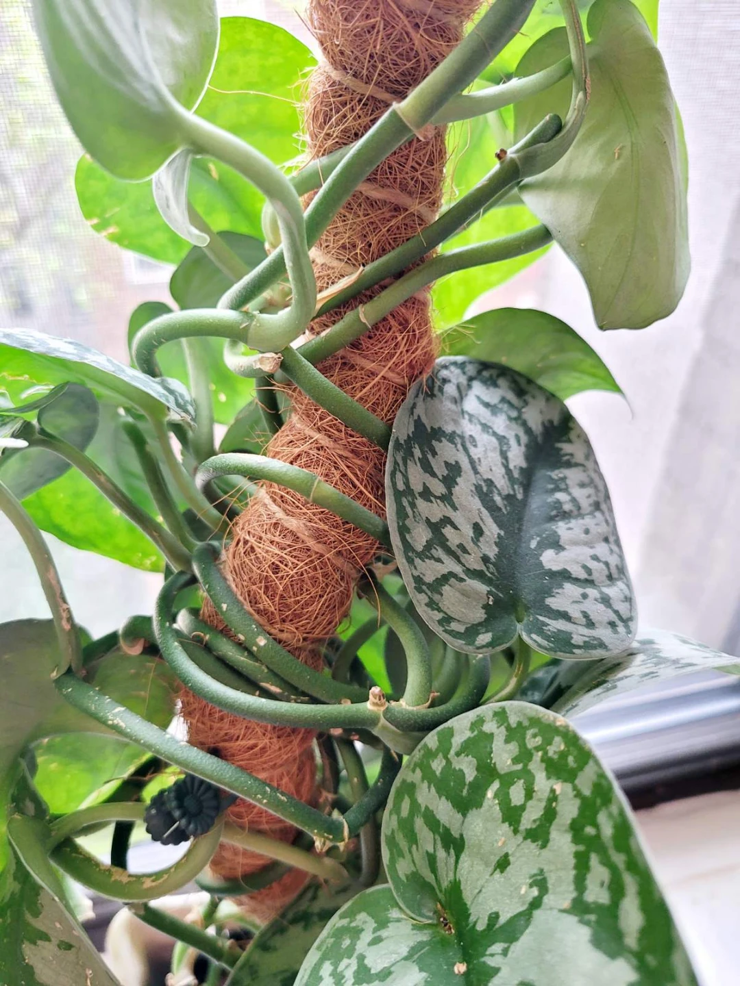 Scindapsus Pictus Argyraeus Plant - photo 5
