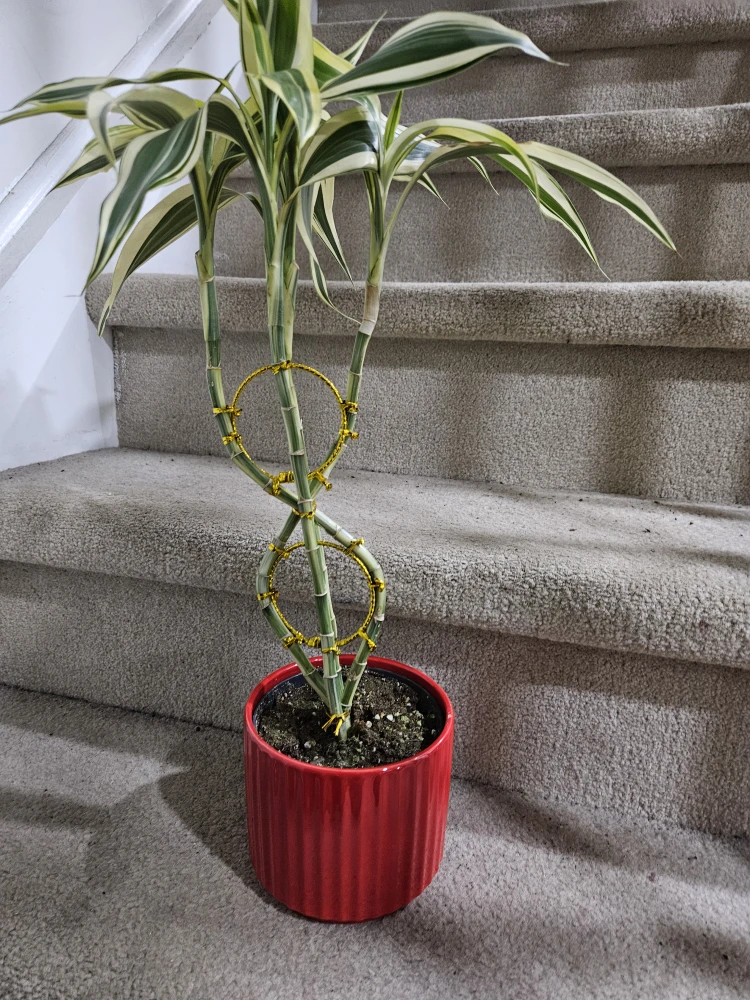 Twisted Lucky Bamboo Plant in Red Pot - photo 4