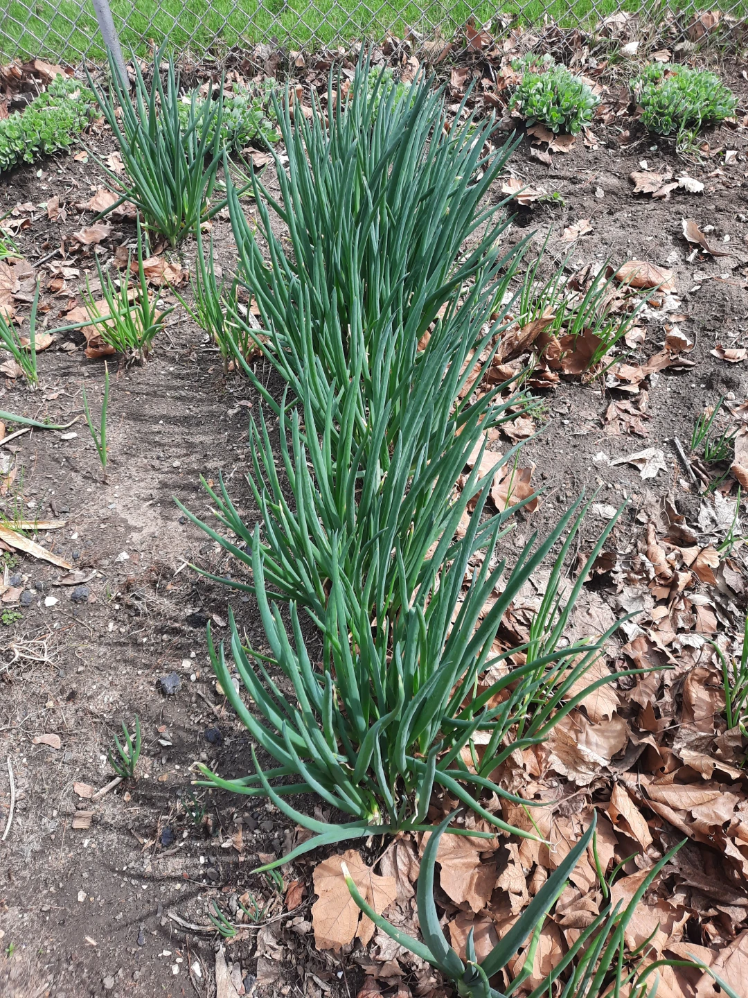 Organic Green Onions - Freshly Grown