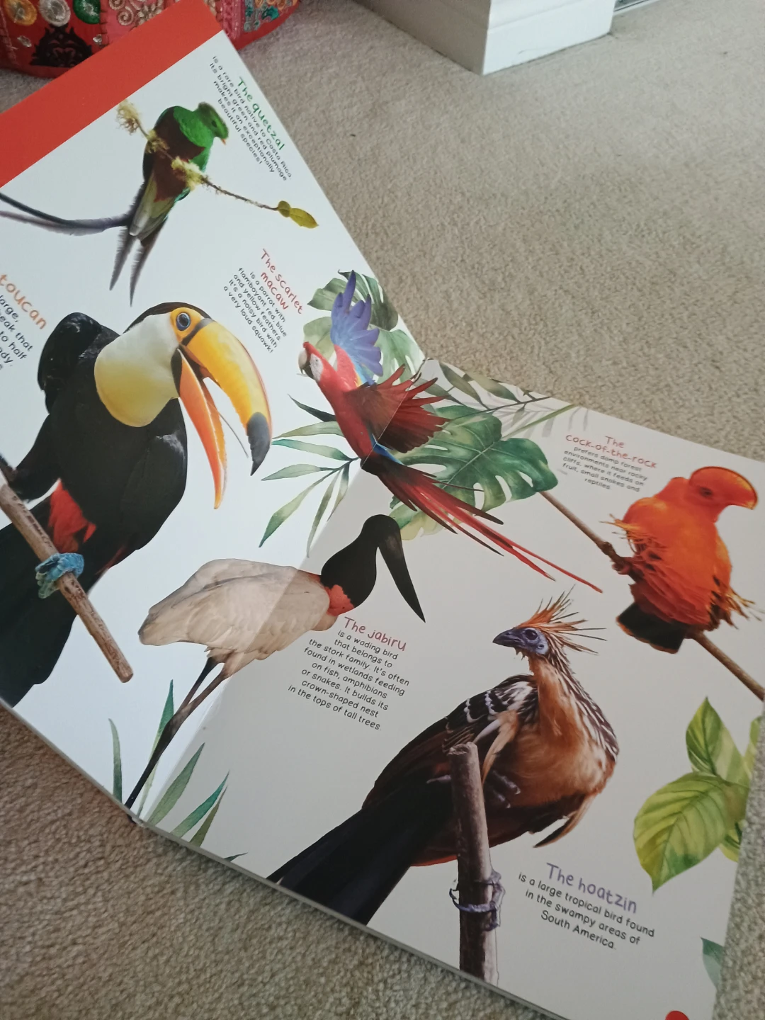 My Giant Animal Book - photo 2