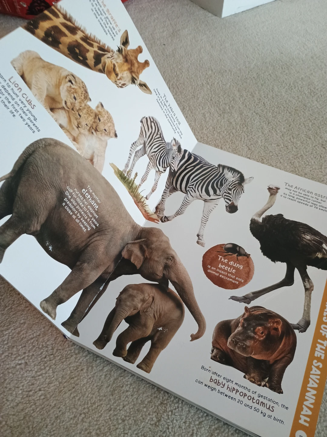 My Giant Animal Book - photo 3