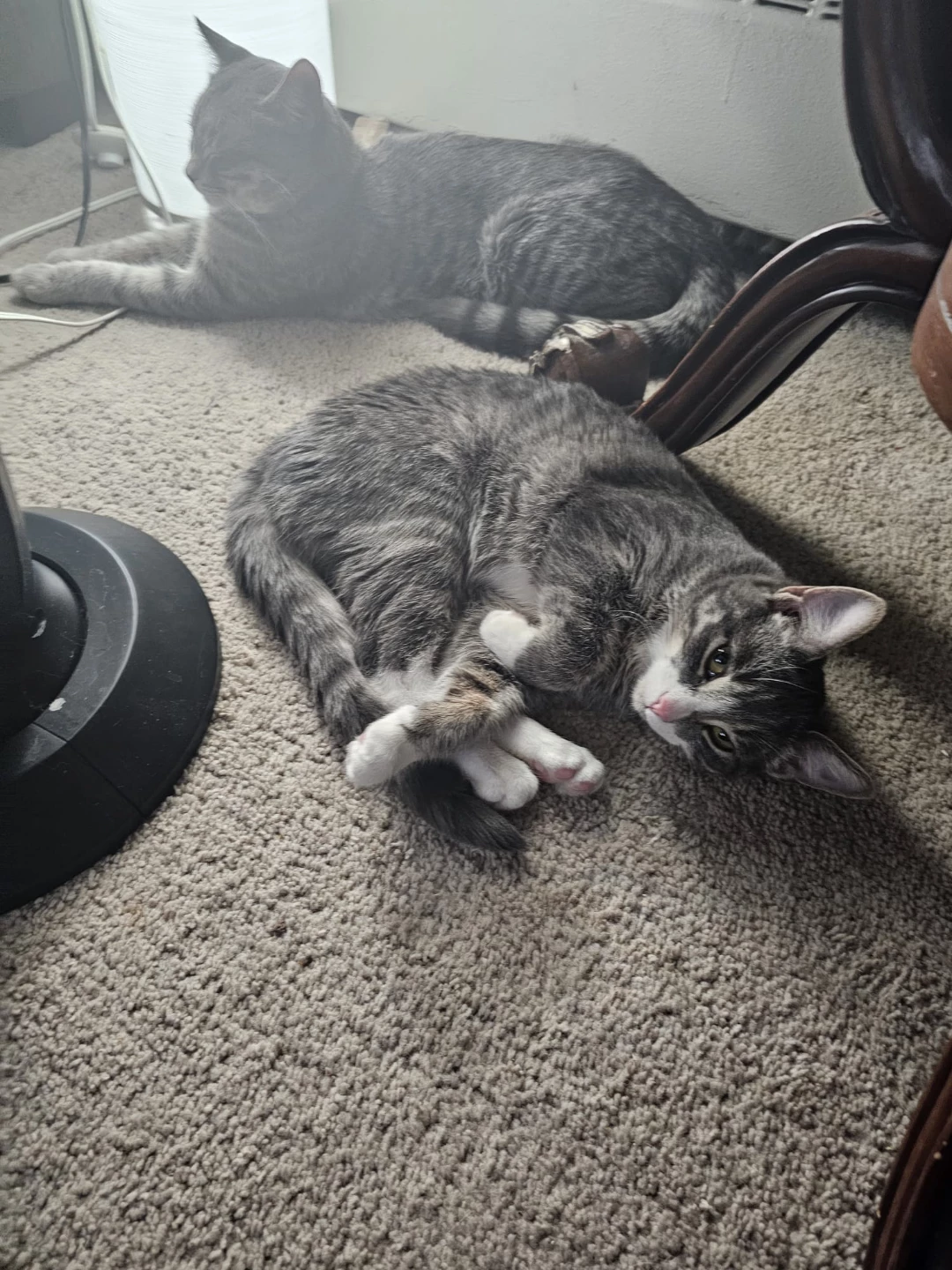 Looking for cat items