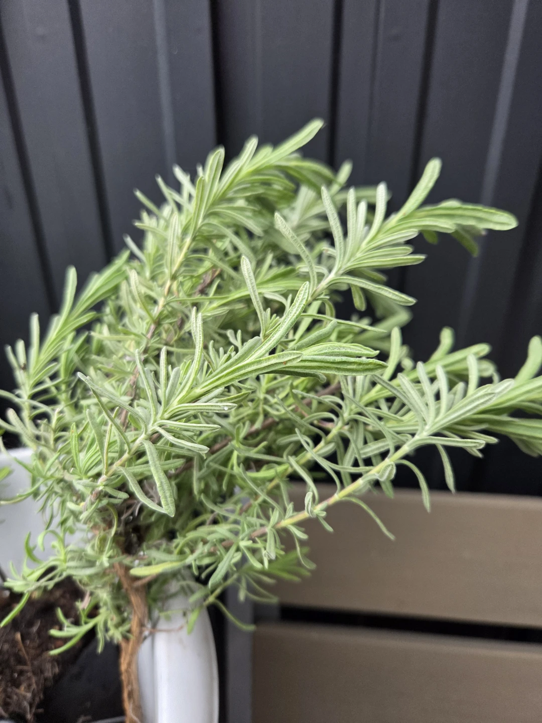 Live Lavender Plant in Pot