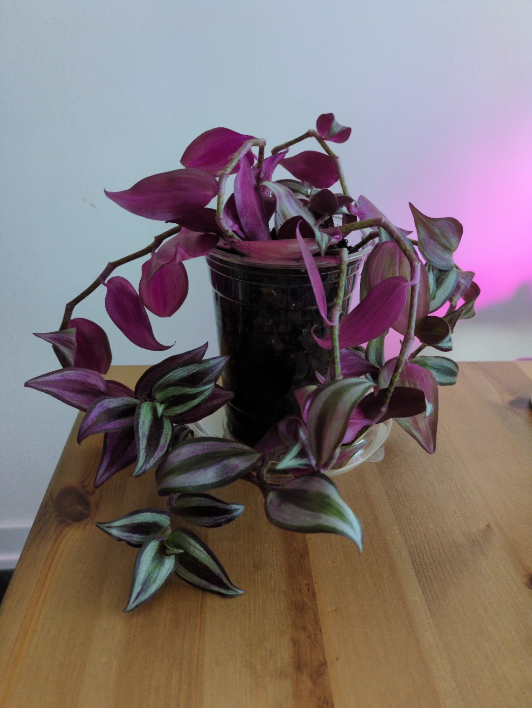 Tradescantia zebrina (Purple Wandering Jewel) Plant