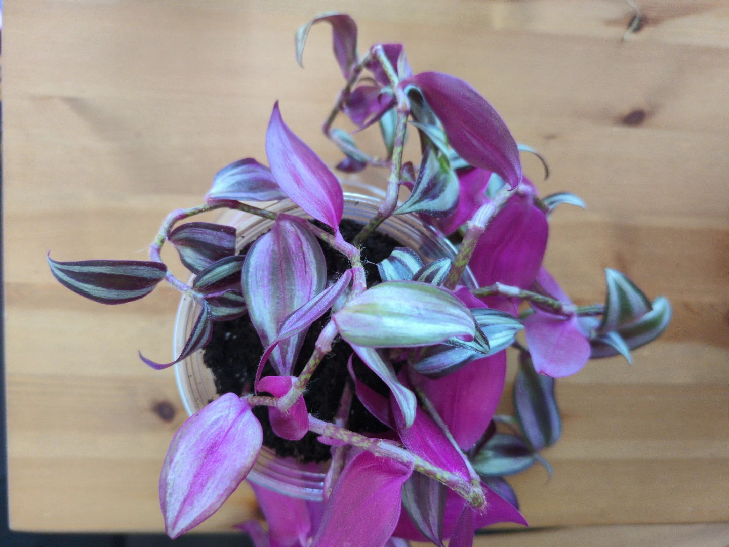 Tradescantia zebrina (Purple Wandering Jewel) Plant - photo 2