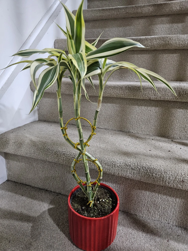 Twisted Lucky Bamboo Plant in Red Pot