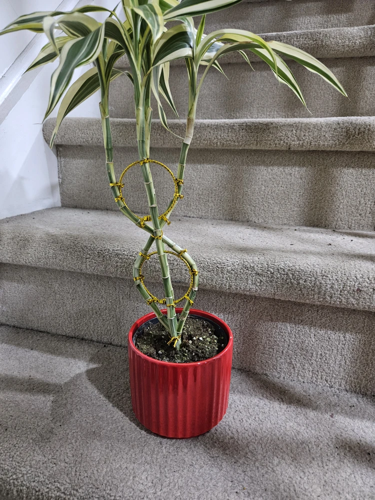 Twisted Lucky Bamboo Plant in Red Pot - photo 2