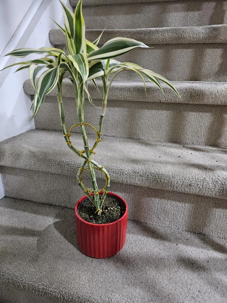 Twisted Lucky Bamboo Plant in Red Pot - photo 3