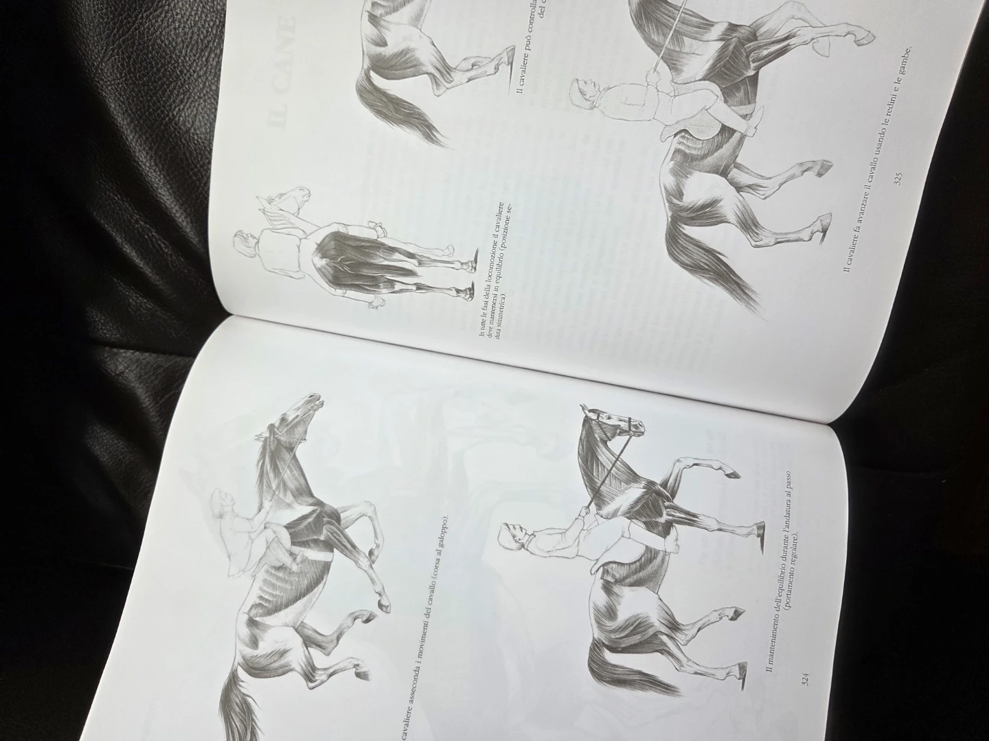Anatomia Drawing School Book in Italian - photo 2