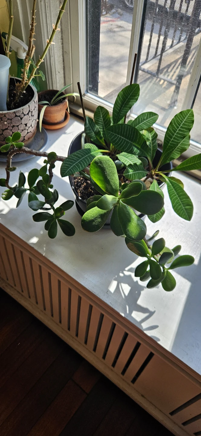 Jade Plant and Striped Leaf Plant in Pot