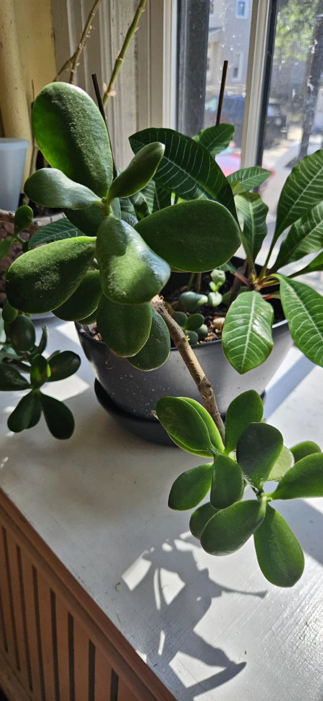 Jade Plant and Striped Leaf Plant in Pot - photo 2