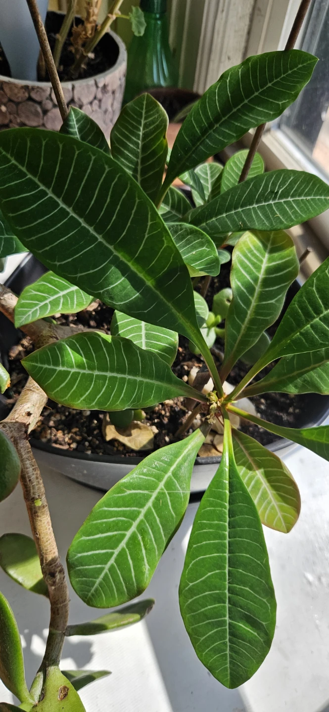 Jade Plant and Striped Leaf Plant in Pot - photo 3