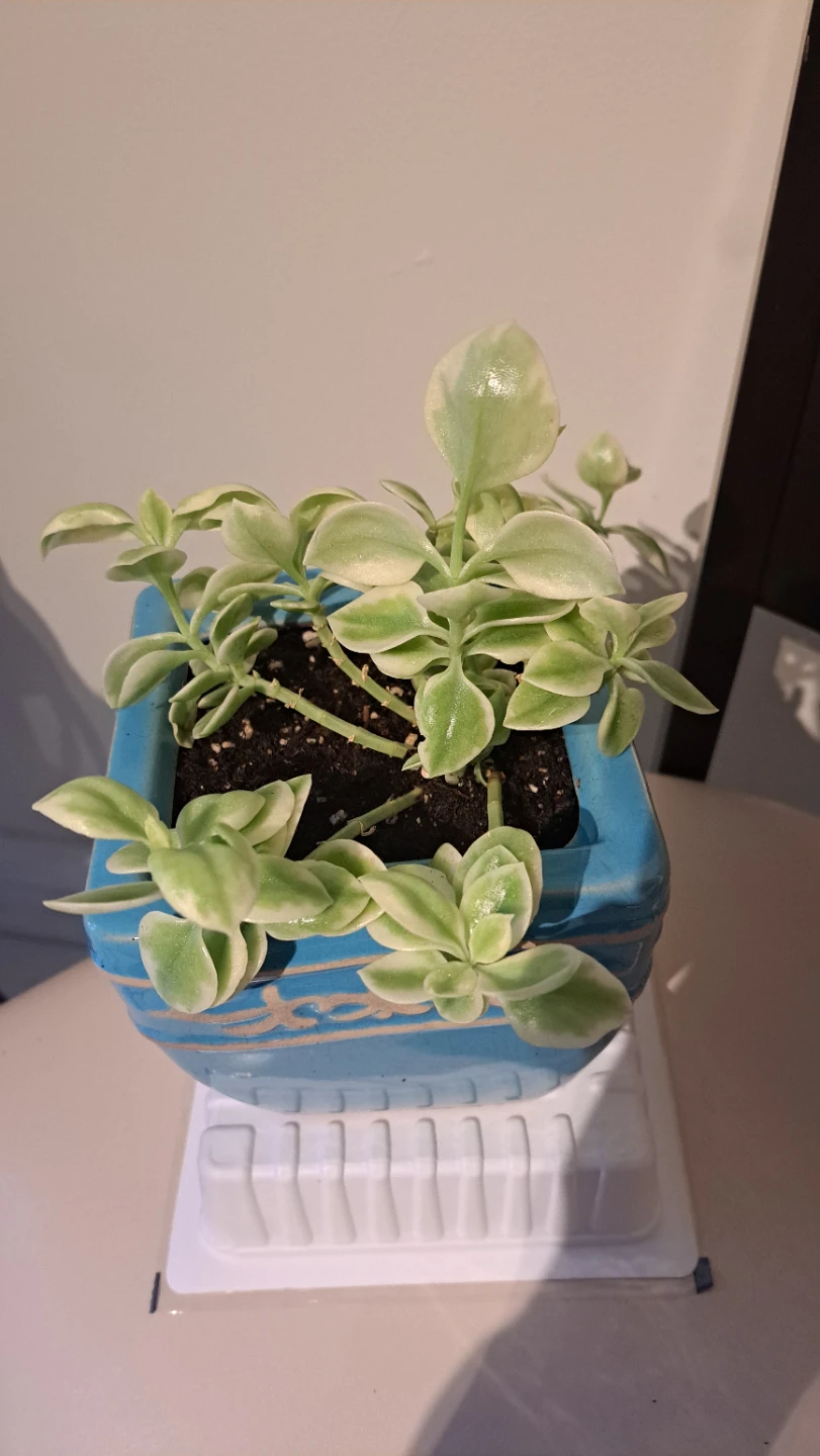 Variegated Sedum Plant in Blue Ceramic Pot