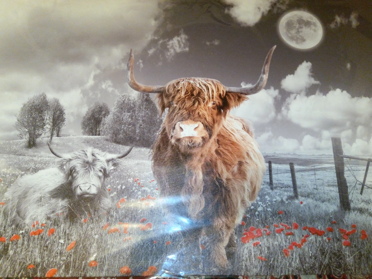 Highland Cow Wall Art - photo 2