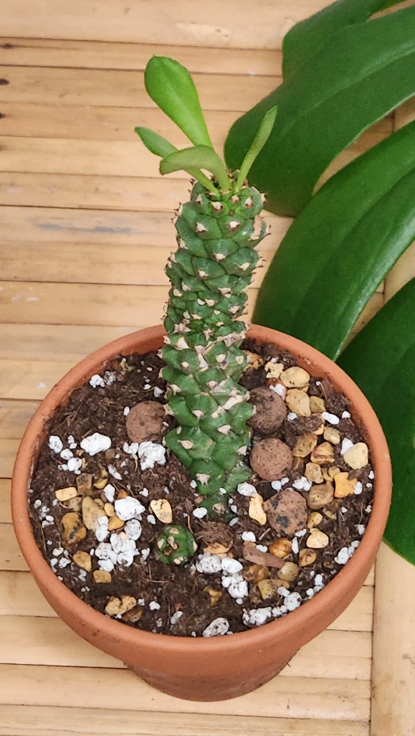Potted Succulent Plant ●Monadenium guentheri●