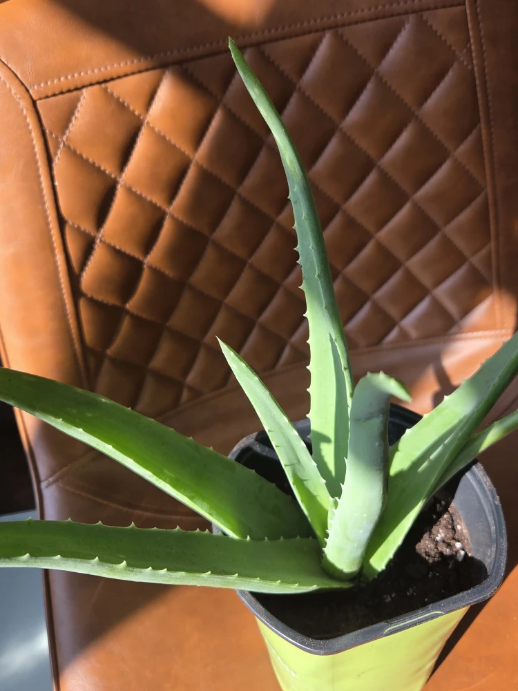 Healthy Aloe Vera Plant - photo 2