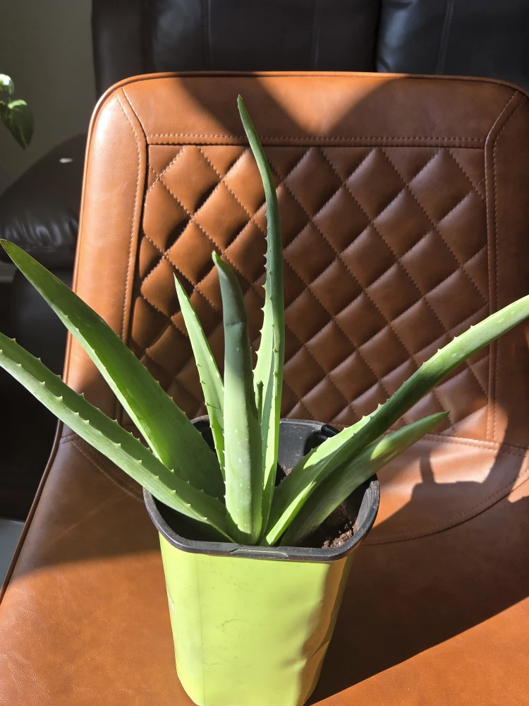 Healthy Aloe Vera Plant - photo 3