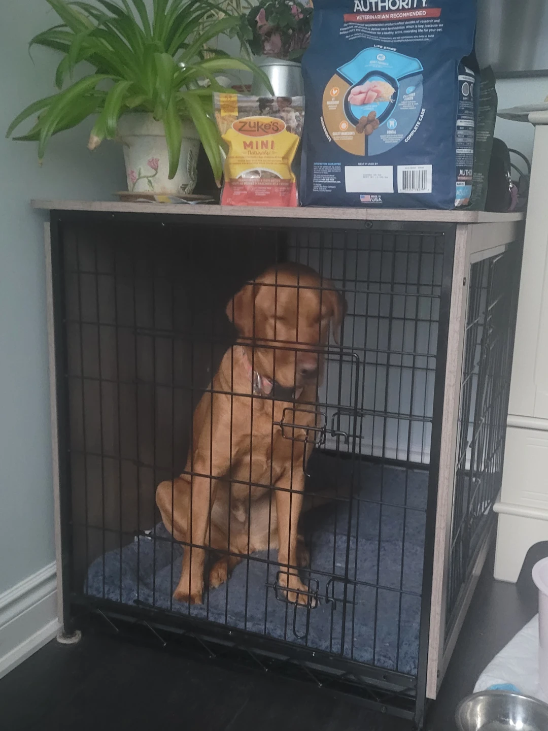 Dog Crate