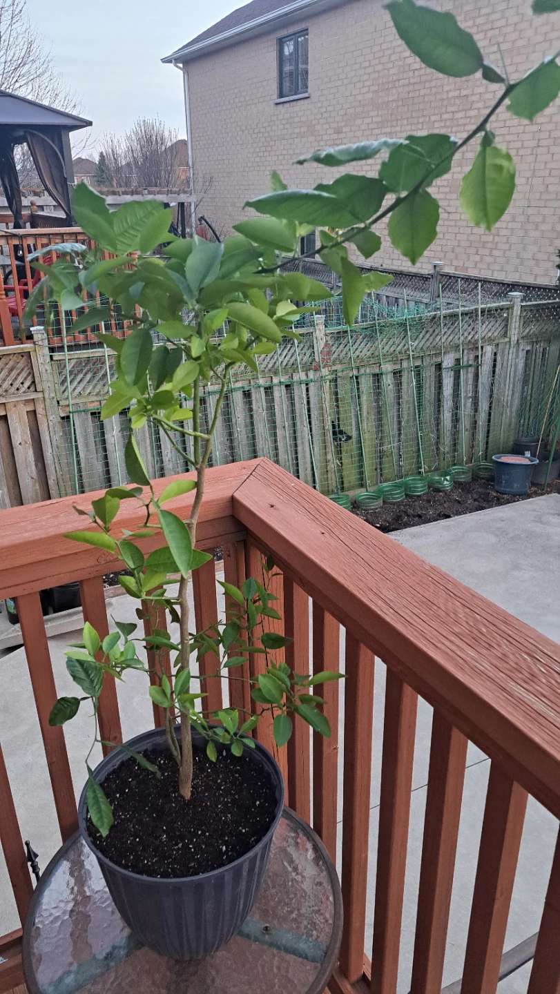 Potted Citrus Tree